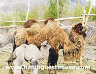 Hunder Habib Guest House Double Humped Camel