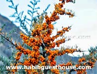 Nubra Habib Guest House Buckthorn Berries
